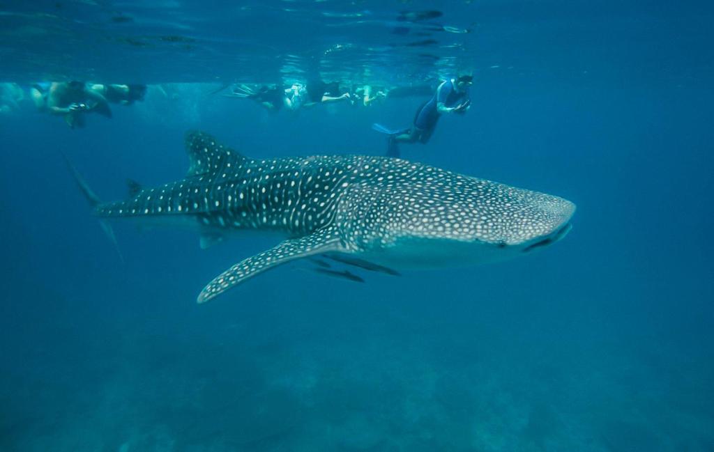 Lily Beach Resort and Spa — All Inclusive